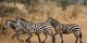 Tanzanie - 2010-09 - 233 - Serengeti - Zebres